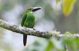 Southern Emerald-Toucanetborder=